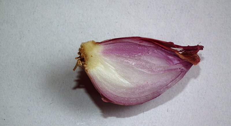 File:Shallot - Crossection.jpg