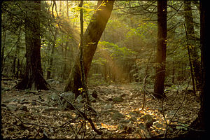 Shenandoah National Park SHEN9180.jpg