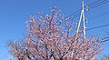 P017 修禅寺紅寒桜 Shuzenjibenikanzakura 枝の写真