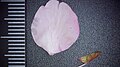 P017 修禅寺紅寒桜 Shuzenjibenikanzakura 花弁（表）の写真