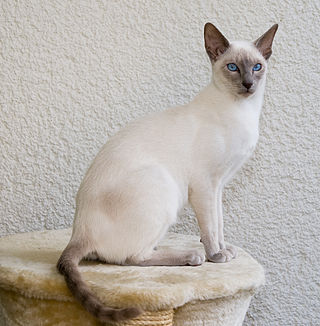<span class="mw-page-title-main">Siamese cat</span> Breed of cat