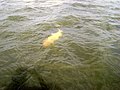 Silueta ondulante de un gran dorado, Río Paraná, Corrientes, Argentina - panoramio.jpg