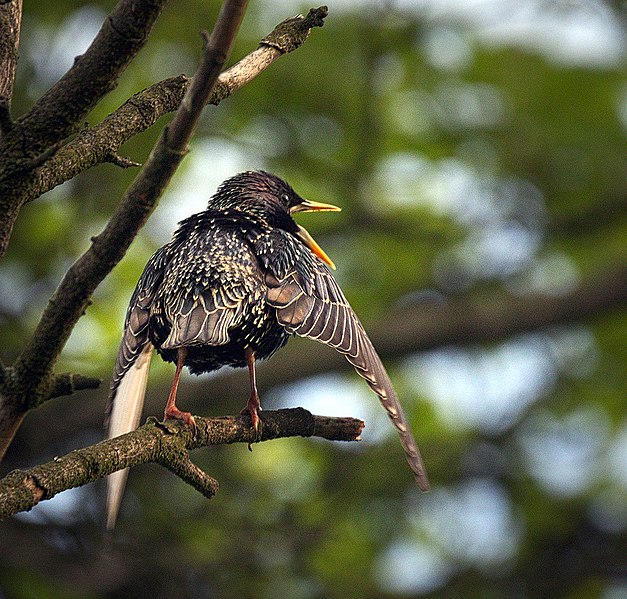 File:Singing starling (26946557455).jpg