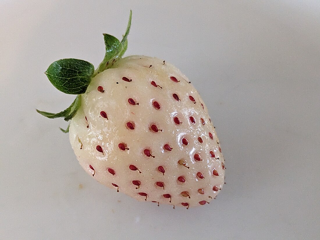 Pineberry