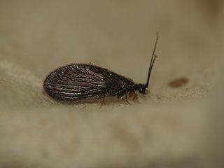 <i>Sisyra nigra</i> Species of insect