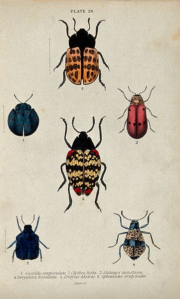 File:Six winged insects. Coloured engraving by W. H. Lizars. Wellcome V0020756ER.jpg