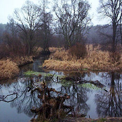 Skarzysko kamienna rzeka.jpg