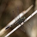 * Nomination Slender skimmer (Orthetrum sabina) male --Charlesjsharp 15:19, 8 September 2021 (UTC) * Promotion Good quality. --Cayambe 18:02, 8 September 2021 (UTC)
