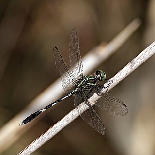 <i>Orthetrum sabina</i> Species of dragonfly