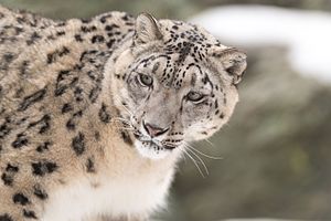 Snow Leopard Looking Back (24038917200).jpg