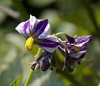 Solanum muricatum