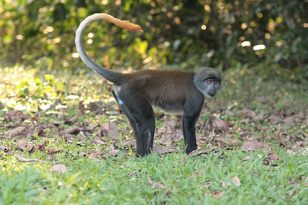 The average litter size of a Sun-tailed monkey is 1