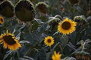 Sonnenblumen #076