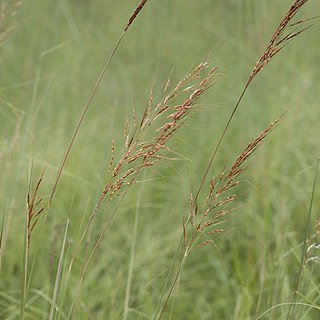 <i>Sorghum timorense</i> Species of plant