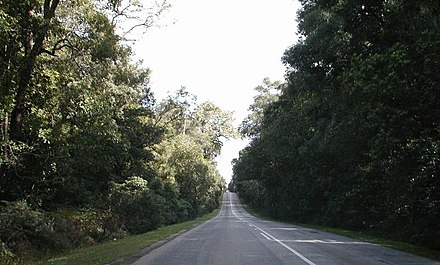 Tsitsikamma Forest along the N2.