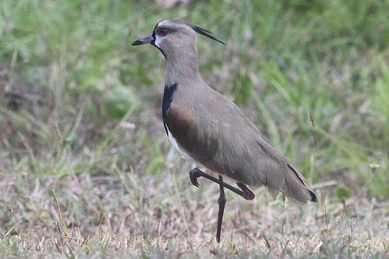 File:Southern Lapwing (40347536854).jpg