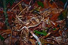 Gecko cu coadă de frunze de sud (Saltuarius swaini) (10021721296) .jpg