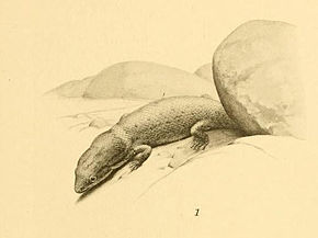 Bildbeschreibung Sphaerodactylus gilvitorques 01-Barbour 1921.jpg.