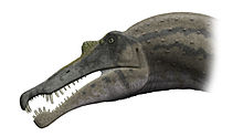 Life restoration of the head of Spinosaurus Spinosaurus skull steveoc.jpg