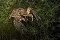 * Nomination Spinycheek crayfish (Orconectes limosus), an invasive species in Lake Constance --Ansgar Gruber 20:42, 4 September 2018 (UTC) * Decline I know it's an underwater shot but I still think the quality isn't high enough given the fairly low resolution. --Peulle 22:04, 4 September 2018 (UTC)