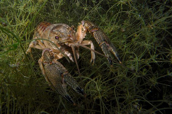Spinycheek crayfish (Orconectes limosus)