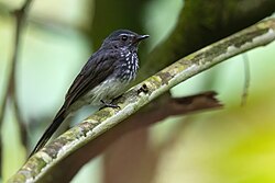 Spotted Fantail 0A2A7792.jpg