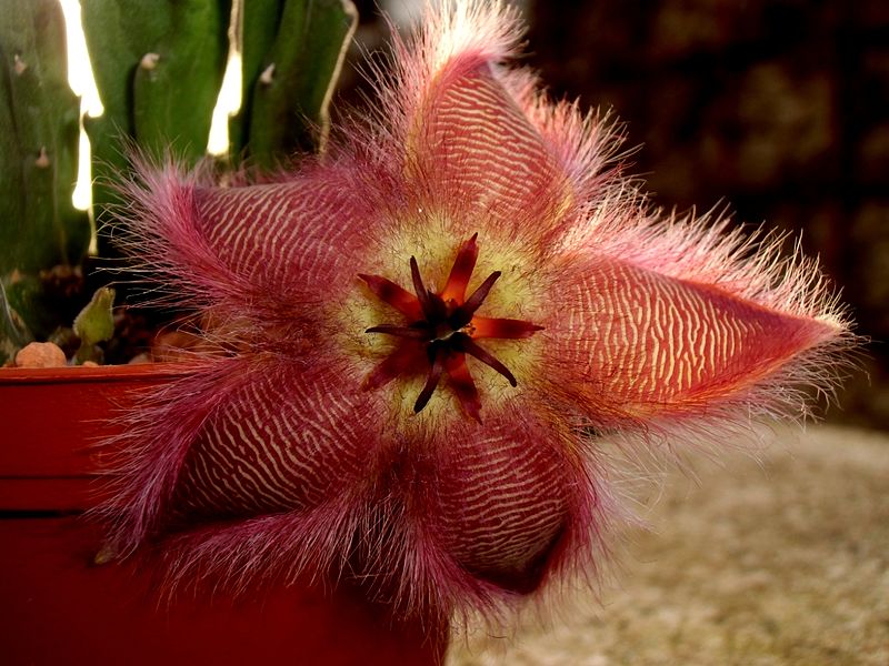 Stapelia glanduliflora