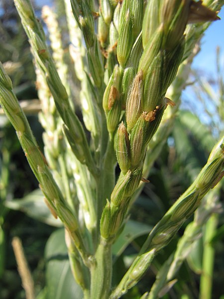 File:Starr-090801-3517-Zea mays-male flowers-Olinda-Maui (24340310624).jpg