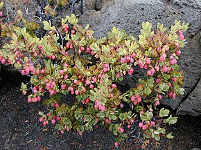 Descripción de la imagen Starr_011107-0042_Vaccinium_reticulatum.jpg.