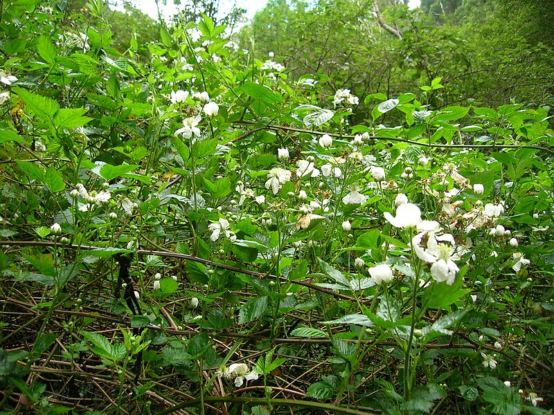 File:Starr 050501-1090 Rubus argutus.jpg