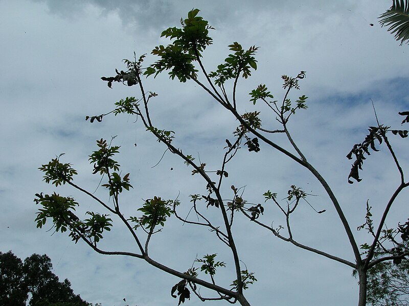 File:Starr 060221-6051 Rhus sandwicensis.jpg