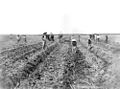 StateLibQld 1 102529 Chinese farm workers planting cane on Hambledon Sugar Plantation, Cairns, 1890s.jpg