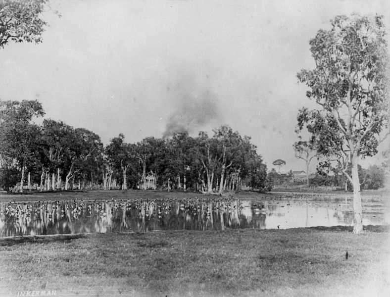 File:StateLibQld 1 105836 Birds on the lagoon at Inkerman Station, ca. 1885.jpg