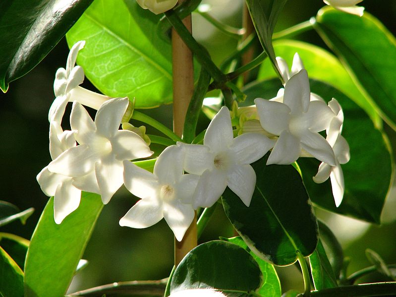 File:Stephanotis floribunda variegata 41.JPG