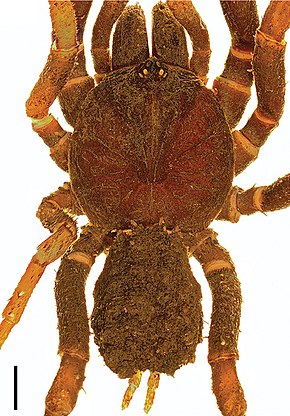 Billedbeskrivelse Stormtropis colima, mand, dorsal view.jpg.