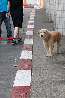 A street dog in front of the Shangri-La hotel in Bangkok Street-dog-in-bangkok.jpg