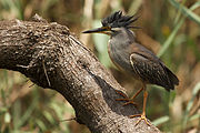 Striated Heron (Butorides striata) at Austin Roberts Bird Sanctuary, Pretoria