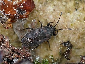 Stygnocoris fuligineus 01.JPG