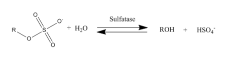 Ester sulfate hydrolysis by sulfate enzyme Sulfatase hydrolysis.png