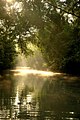 Sun filters through the trees to be reflected on water in the Sunderbans in Bangladesh, by bri vos