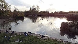 Sutcliffe Park lake 2.JPG