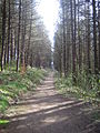 Lastavice Wood 018.JPG