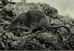 Thumbnail for Lesser forest shrew