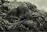 Black-and-white photo of shrew