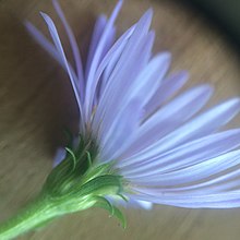 Symphyotrichum anticostense 111334581 (cropped).jpg