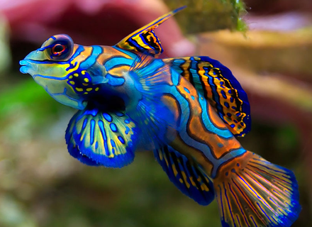 The psychedelic mandarin dragonet is one of only two fish species where the blue colouring has been shown to be due to blue pigment containing chromatophores in the skin.[22]