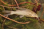 Hình thu nhỏ cho Synodontis leopardinus