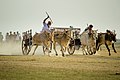 Course de char à bœufs à Jaffna au Sri Lanka, photo de Visuvanathan Aruran