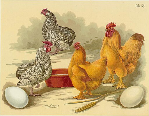 Illustration of Pekin Chickens from a book by Jean Bungartz, 1885