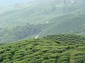 Thumbnail for File:Tea hill.jpg